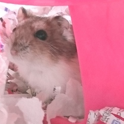 「新しい家族」サムネイル2