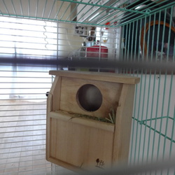 こたろう、リホームをする。