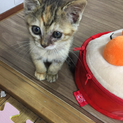 子猫の里親募集します！