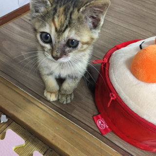 子猫の里親募集します！