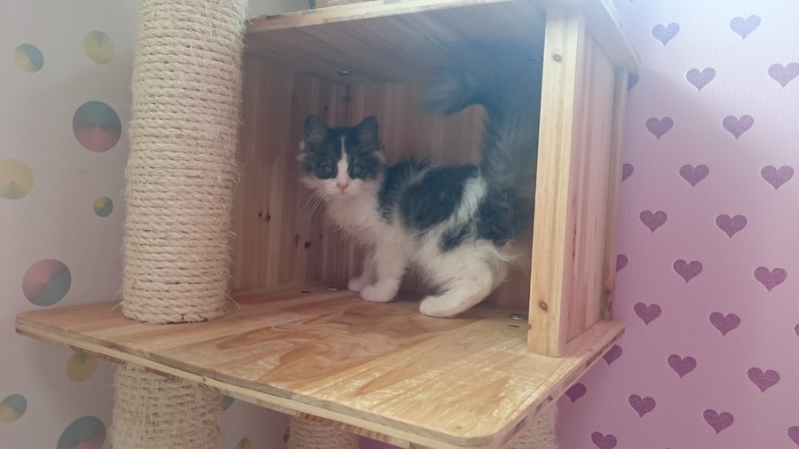 マンチカン男の子！人懐っこい。 サムネイル2