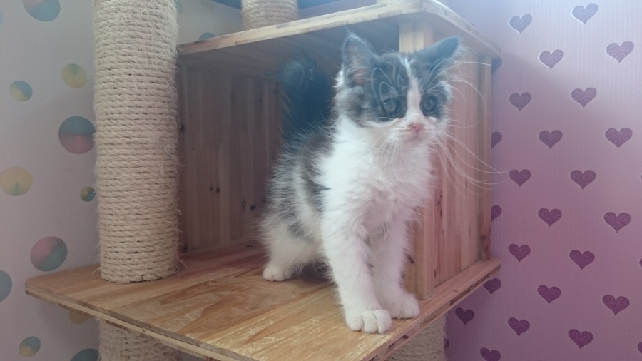 マンチカン男の子！人懐っこい。 サムネイル3