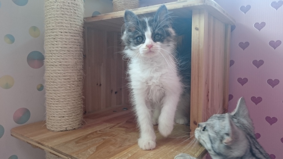 マンチカン男の子！人懐っこい。 サムネイル4