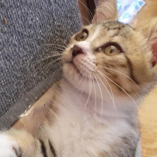 もらって下さい