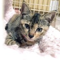保護猫6月末〜7月初旬生まれの甘えん坊女の子