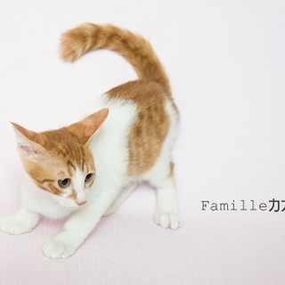 茶白のカカオ君　里親様募集！ 