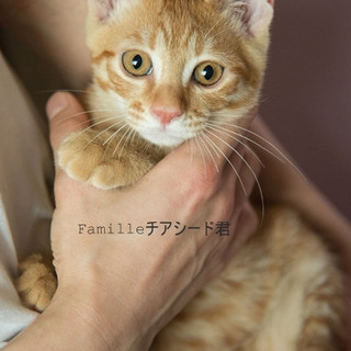 茶トラ子猫チアシード君里親様募集！ 
