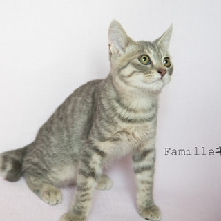 グレーサバトラの子猫　キヌア君里親様募集！ 