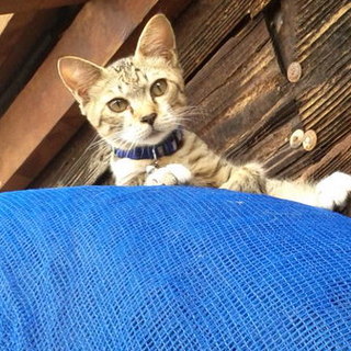 かわいい～のもらって下さい！