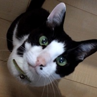 ぼび太