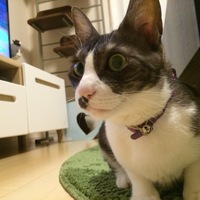あんこ