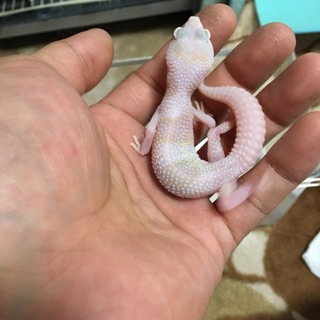 ヒョウモントカゲモドキ レオパ ベビー２匹