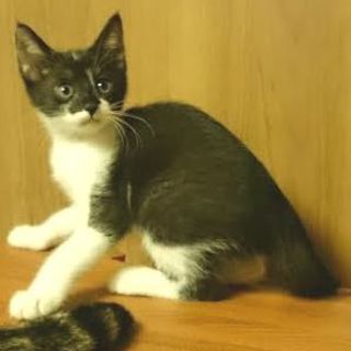 とってもかわいい白黒子猫甘えん坊