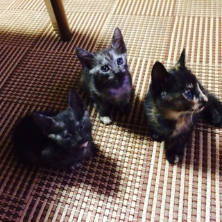 人懐っこい子たちです。里親さん募集中！