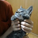 初心者でも飼いやすい子猫 3か月 オス