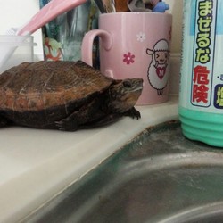 「いたずら」サムネイル2