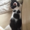 子猫なのに静か☆黒白ハチワレ甘えん坊で他猫もOK サムネイル4