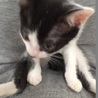子猫なのに静か☆黒白ハチワレ甘えん坊で他猫もOK サムネイル3