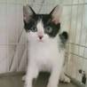 子猫なのに静か☆黒白ハチワレ甘えん坊で他猫もOK サムネイル6