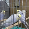 春に産まれたセキセイインコの里親募集 サムネイル2