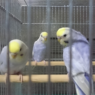 春に産まれたセキセイインコの里親募集