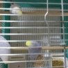 春に産まれたセキセイインコの里親募集 サムネイル3