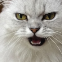 もも