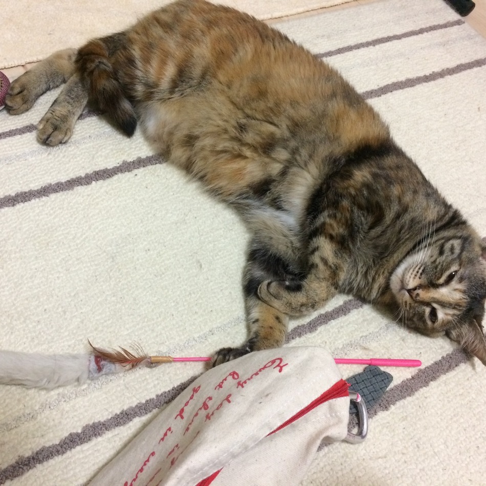 にゃんこのカバー写真