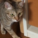 マイペースで甘えん坊な猫ちゃんです。 