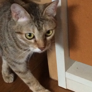 マイペースで甘えん坊な猫ちゃんです。 