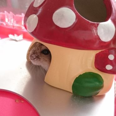 キノコの中から、こんにちは‼