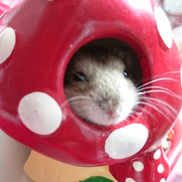 キノコの中から、こんにちは