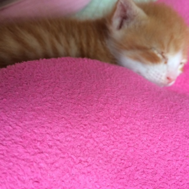 バンビズのカバー写真