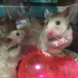 6月29日産まれゴールデンハムスター