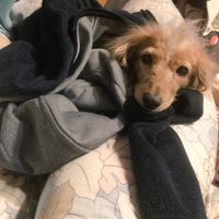 ななこちゃん