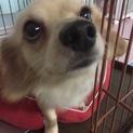 チワックス♂3歳 里親様決まりました。