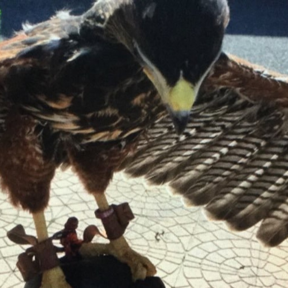 龍志のカバー写真
