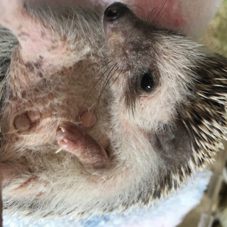 生涯可愛がってくださる方募集します｡