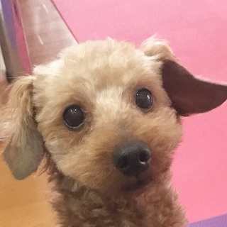 トイプードル*こった君