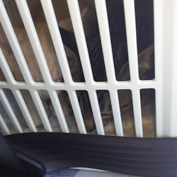 蓮君初めての病院