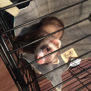フェレットの里親募集中です！