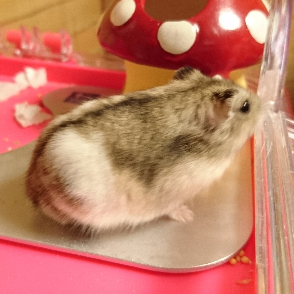 クゥのカバー写真