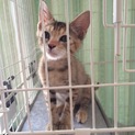 生後3ヶ月のかわいい子猫ちゃん
