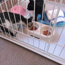 新しい子が来ました！