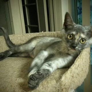 サビ（グレー系）、フレンドリーで可愛い女の子です♪