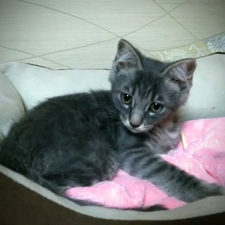 グレー&サバトラ、フレンドリーな男の子です♪