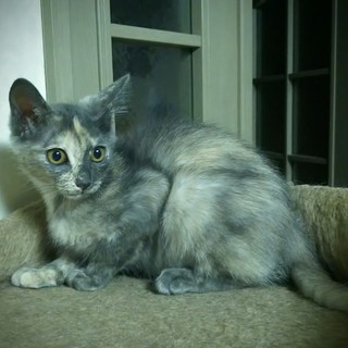 グレーサビ、珍しい毛色の可愛い女の子です♪