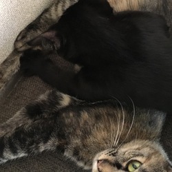 「おっぱい！」サムネイル2