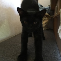 「おっぱい！」サムネイル3