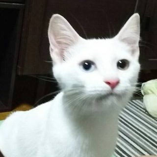 オッドアイの可愛い男の子！